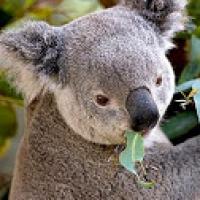 Oneo1138