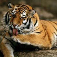 Master Chase