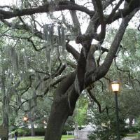 zimmer