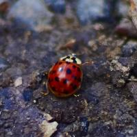 likemalefeet