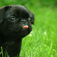 musicbear72