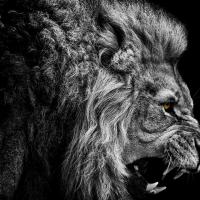 Master Carter