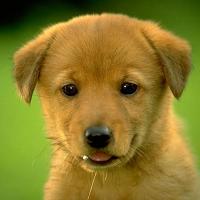 lafritg