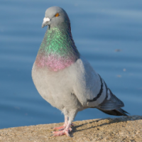 FrenchPigeon