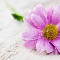 Nioho