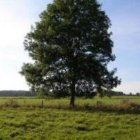 vuja