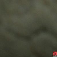 DANK1732