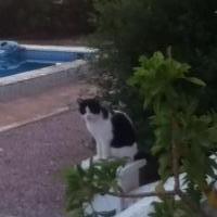 Adam banks
