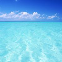 pedro