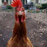 chickyslave