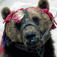 SubBear