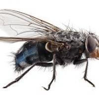 faginsect