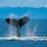 cashfag
