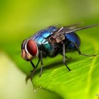 kamiiii