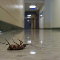 bugcrushed
