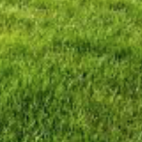 Brazilian bitch
