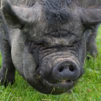 blkpig