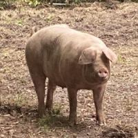 pig020NL