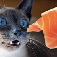 Dolan