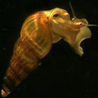 mct