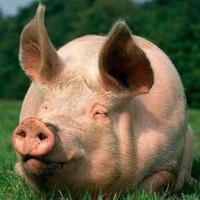Stupid Pig