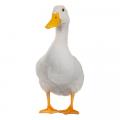 SEMURF