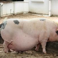 fatfaggot